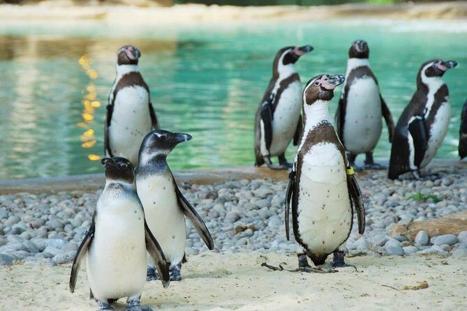 London Zoo Entry Ticket - Key things I’d center in your plan
