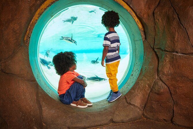 London Zoo Entry Ticket - Humboldt penguins: a large pool with underwater windows