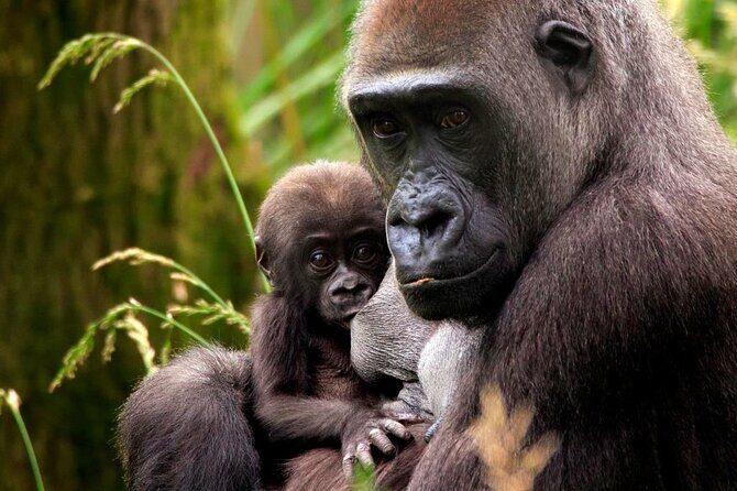 London Zoo Entry Ticket - Into Africa and Gorilla Kingdom: switching gears without wasting steps