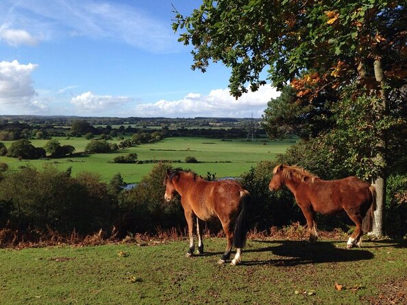 New Forest Day Out Private Tour from Southampton - A New Forest day that starts in cruise-port time