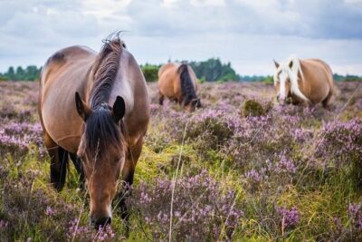 New Forest Day Out Private Tour from Southampton - The Mercedes pickup rhythm (and why it feels easier than buses)