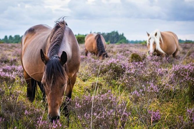 New Forest Day Out Private Tour from Southampton - The Mercedes pickup rhythm (and why it feels easier than buses)