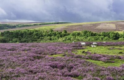 North York Moors and Whitby Day Tour from York - Getting to the North York Moors from York (without the stress)