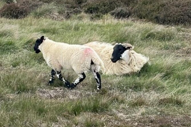 Nth York Moors National Park & Whitby Small Group Day Trip. - Should You Book This York to Whitby Small Group Day Trip?