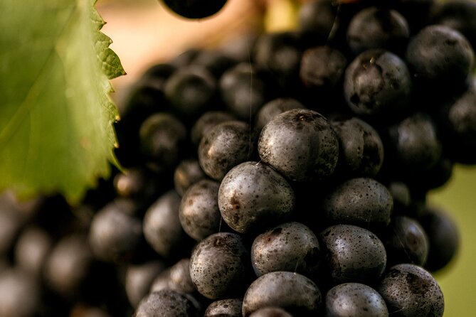 Owners vineyard tour and tasting at Oastbrook - Price and value: what $48.06 buys you, and what to budget for
