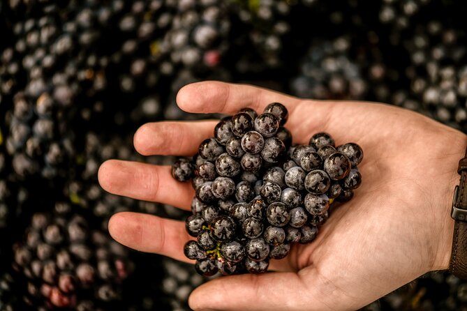 Owners vineyard tour and tasting at Oastbrook - Where it fits in your day: timing, pacing, and comfort