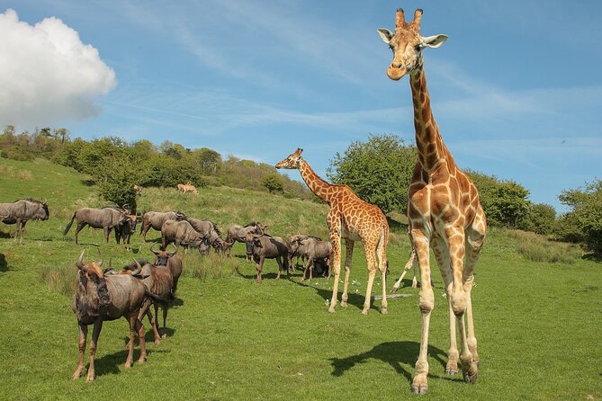 Port Lympne Day Ticket - Why the Safari Truck Ride Matters for Big Cats