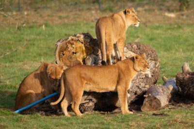 Port Lympne Day Ticket - Safari Tours and Garden Time, All Under One Admission