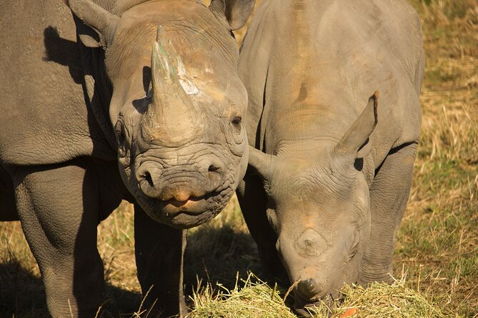 Port Lympne Day Ticket - Parking, Family Pace, and Getting Ready for Uneven Ground