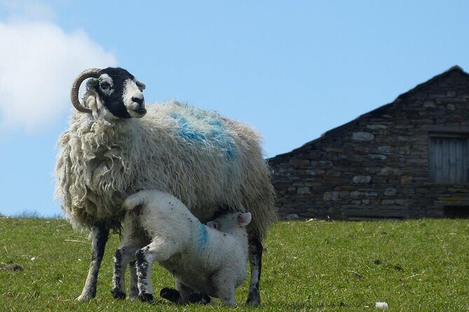 Private "All Creatures Great and Small" Yorkshire Dales Tour from Harrogate - Yorkshire Dales National Park: where the day becomes wide-open