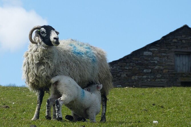 Private "All Creatures Great and Small" Yorkshire Dales Tour from York - Stop 1: The World of James Herriot Museum in Thirsk