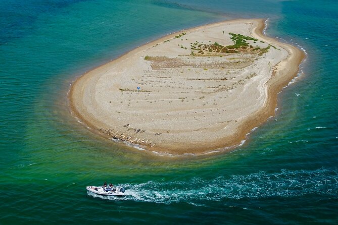 Private Boat Sightseeing Tour along The North Norfolk Coast - Blakeney seals from a respectful distance