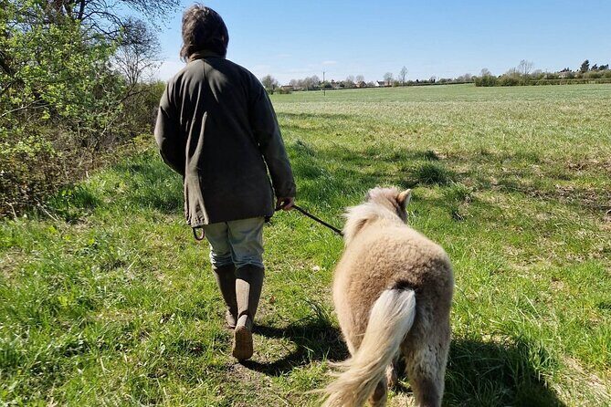 Private Miniature Horse Walking near Lincoln - The test walk: how you learn to steer, walk, and stop