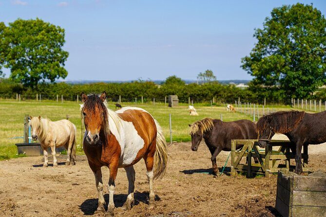 Private Miniature Horse Walking near Lincoln - More than Falabellas: ponies, goats, chickens, and a friendly dog