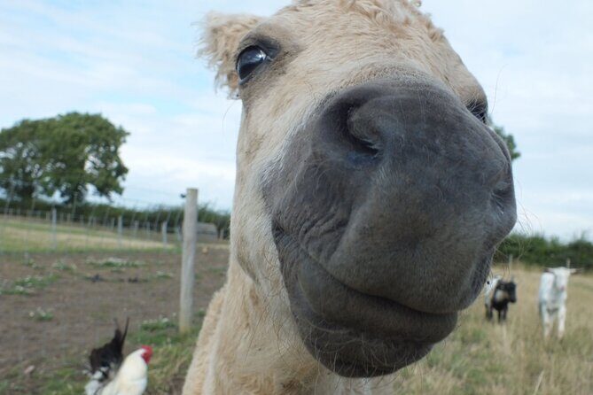 Private Miniature Horse Walking near Lincoln - Who gets paired with which horse?