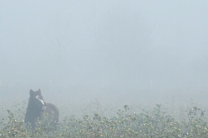 Private Miniature Horse Walking near Lincoln - Birthday cake and small touches that matter