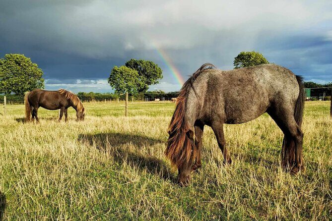 Private Miniature Horse Walking near Lincoln - Grooming your Falabella: calm hands, real interaction