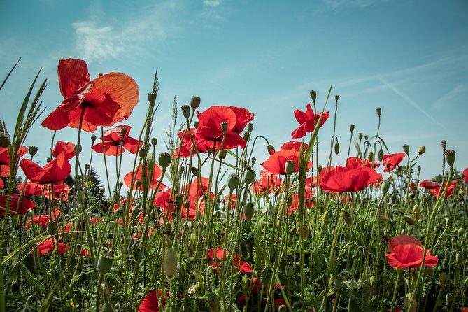 Private Tour, World War 2 London, including entry to Churchill War Rooms - Price and value: what you’re really paying for