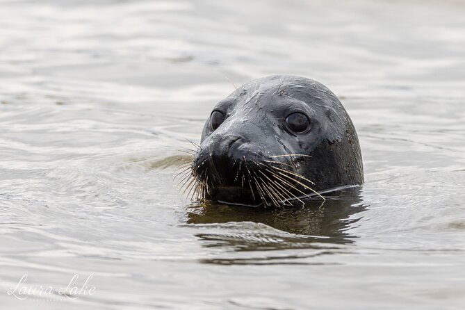 Scroby Sands Seal Watching - Skipper, Crew, and Comfort: Safety First, Fun Still
