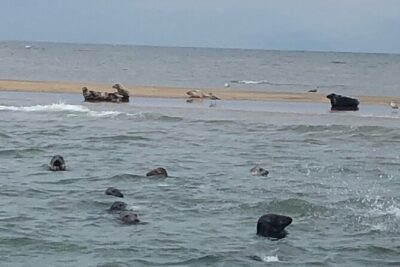 Scroby Sands Seal Watching - The Coast Cruise: Lowestoft and Corton Views from the Water
