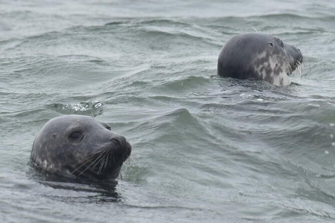 Scroby Sands Seal Watching - Who This Trip Best Suits (and Who Might Hesitate)