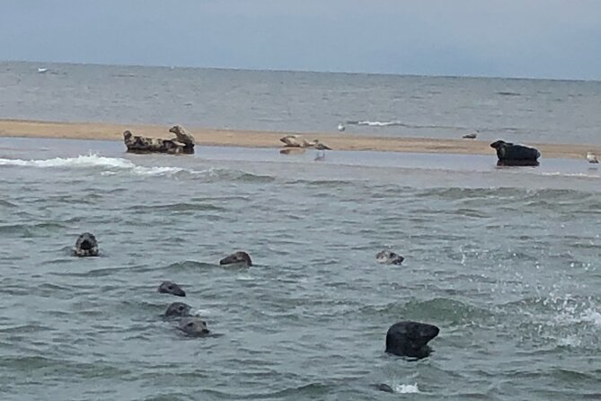 Scroby Sands Seal Watching - The Coast Cruise: Lowestoft and Corton Views from the Water