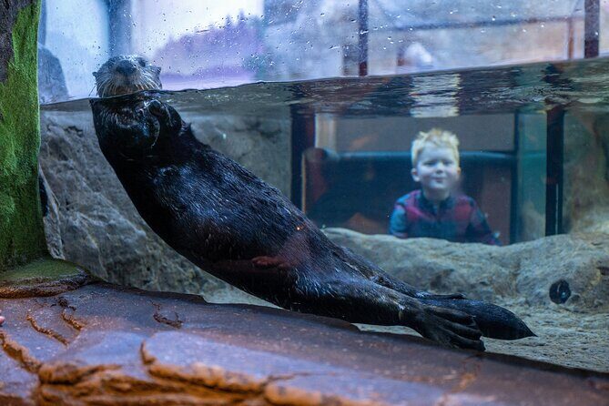 SEA LIFE Birmingham Admission Ticket - National SEA LIFE Centre Birmingham: Sea Otters, Penguins, and the 360° Ocean Tunnel