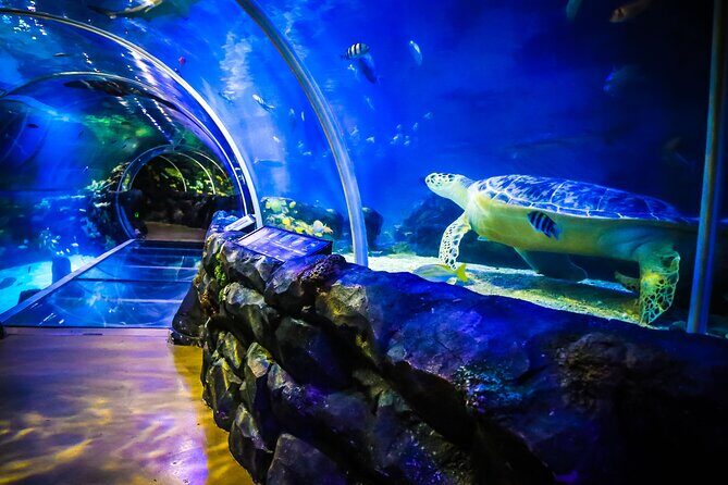 SEA LIFE Birmingham Admission Ticket - Ticket Price and Value: When $26.05 Feels Fair (and When It Doesn’t)