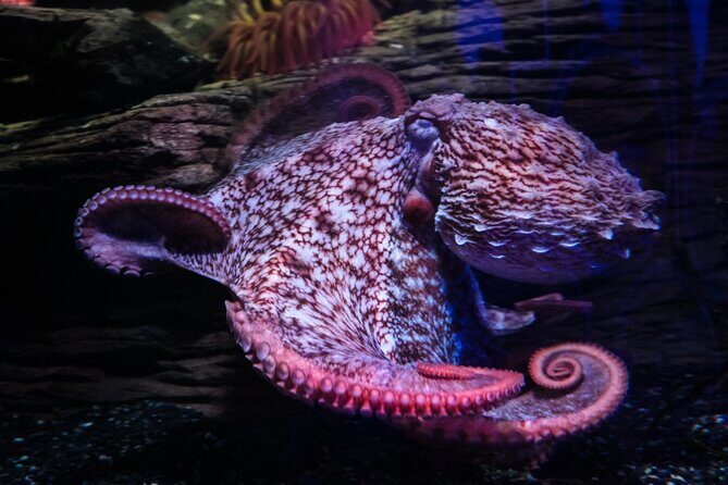 SEA LIFE Birmingham Admission Ticket - Comfort, Atmosphere, and the Practical Stuff That Affects Enjoyment