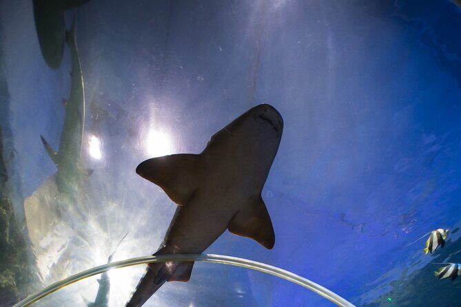 SEA LIFE Birmingham Admission Ticket - Should You Book? My Honest Take