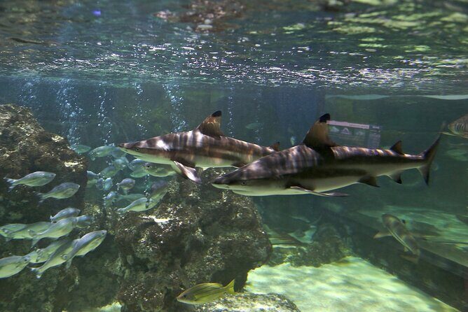 SEA LIFE Blackpool Admission Ticket - The Quayside area: stingrays, rays, and underwater tunnels