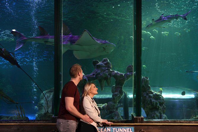 SEA LIFE Blackpool Admission Ticket - Seahorse Kingdom: endangered seahorses and a calmer pace