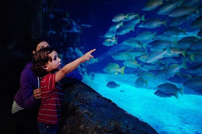 SEA LIFE Blackpool Admission Ticket - Rock Pools: starfish, crabs, anemones, and that hands-on moment