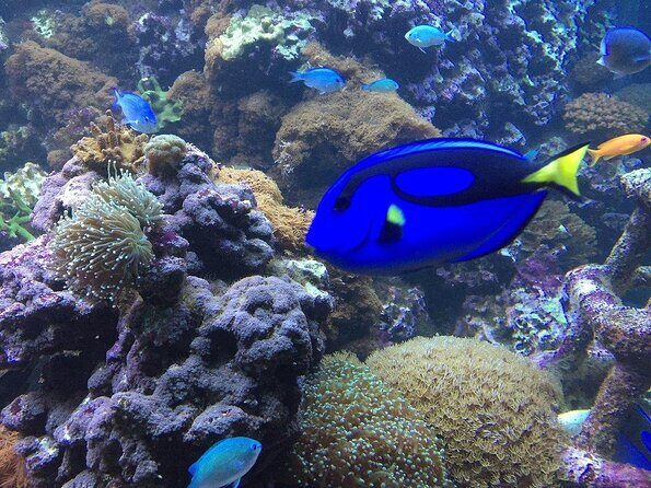 SEA LIFE Brighton Admission Ticket - Key highlights worth your attention