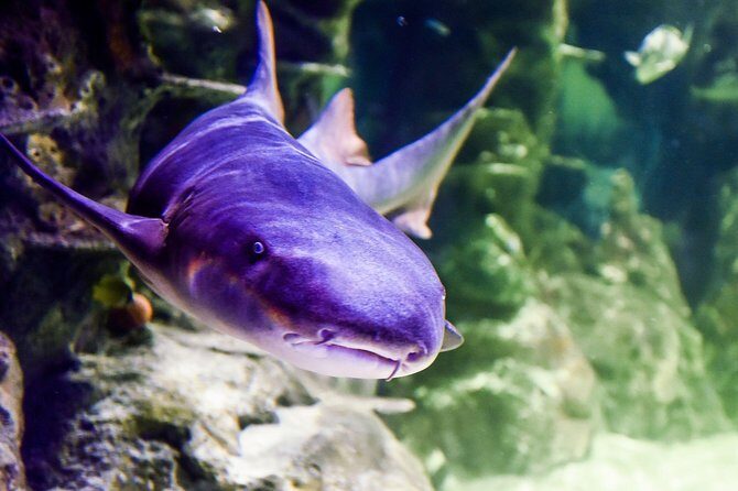 SEA LIFE Brighton Admission Ticket - Secrets of the Reef and the Maldives Coral Connection
