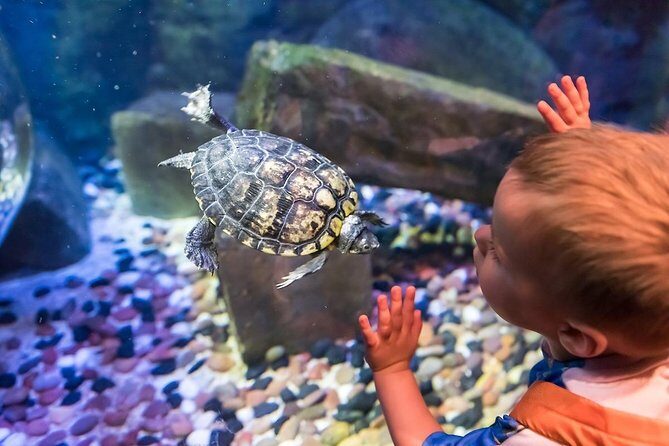 SEA LIFE Brighton Admission Ticket - Rainforest Zone: Anaconda Trails, Poison Dart Frogs, and Friendly Terrapins