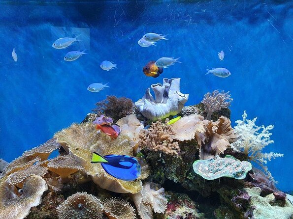 SEA LIFE Great Yarmouth General Admission - Key things to know before you go