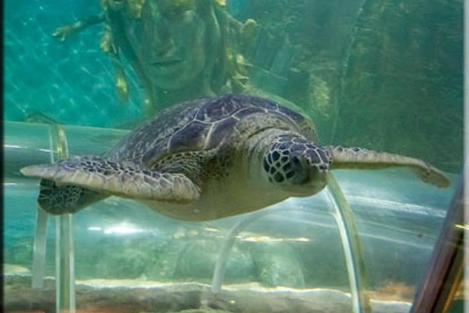 SEA LIFE Great Yarmouth General Admission - Crocodile enclosure and ocean predators: the part kids remember