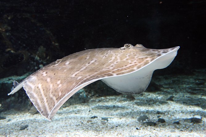 SEA LIFE Great Yarmouth General Admission - Animal talks, feeds, and special events: how to use your 1.5–2 hours well