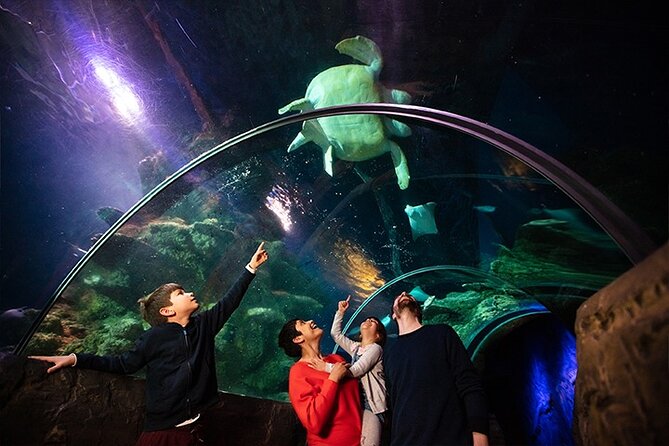 SEA LIFE London Aquarium Admission Ticket - Shark Reef Encounter: Sand Tiger, Bow Mouths, and More