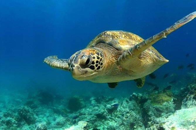 SEA LIFE Manchester Admission Ticket - Your walkthrough route: from Turtle Beach to Conservation Cove