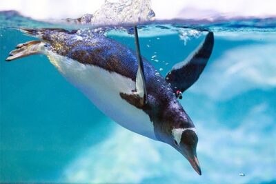 SEA LIFE Manchester Admission Ticket - Price and value: what you’re really paying for