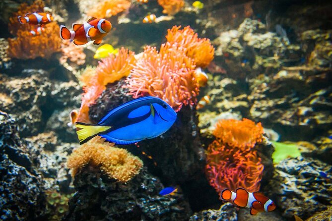 SEA LIFE Weymouth Admission Ticket - Fairy Penguin Island: tiny penguins, a Europe-only colony