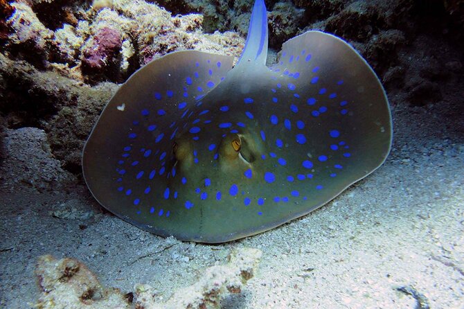 SEA LIFE Weymouth Admission Ticket - Timing your visit: 2 hours is the target, not the rule