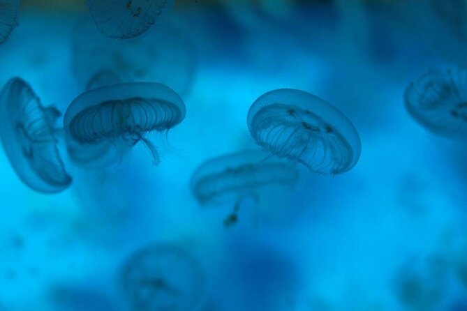SEA LIFE Weymouth Admission Ticket - Who this is best for (and who might skip it)