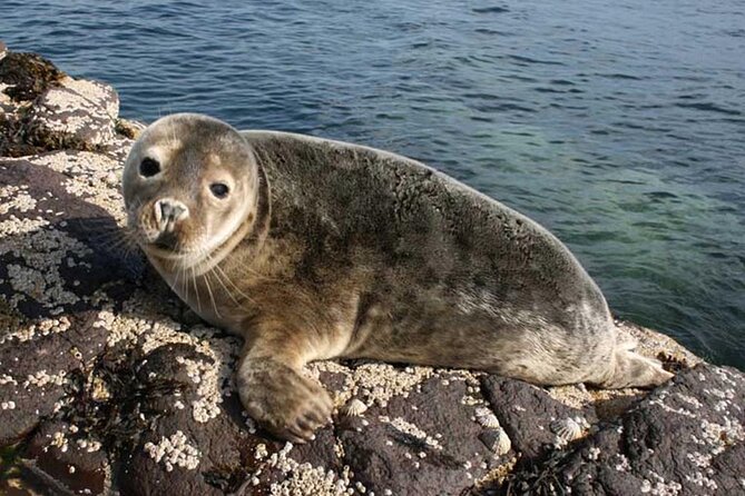 Seabird & Seal Farne Islands Cruise. 1.5 hours long. Departing from Seahouses. - Key things to know before you go