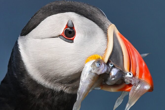 Seabird & Seal Farne Islands Cruise. 1.5 hours long. Departing from Seahouses. - Longstone Lighthouse and Grace Darling’s rescue route: the human story behind the rocks