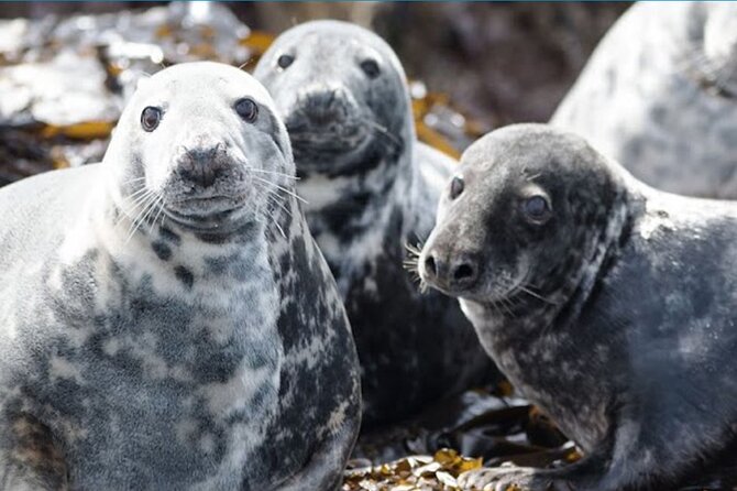 Seabird & Seal Farne Islands Cruise. 1.5 hours long. Departing from Seahouses. - Trinity House lighthouse attendant George: how the expert commentary lands