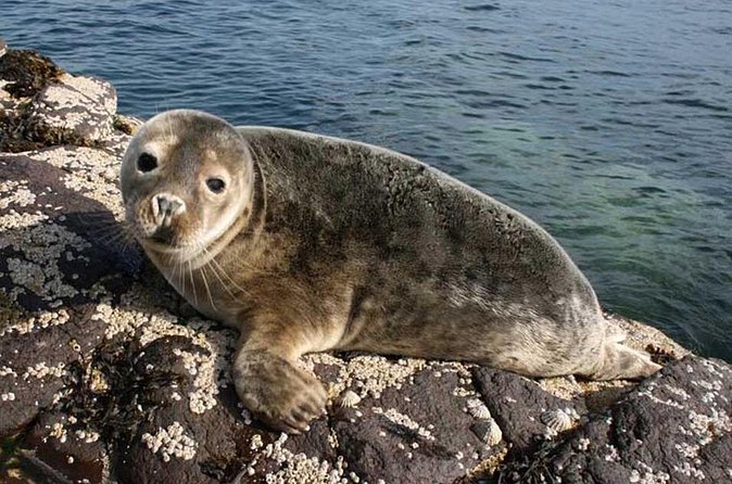 Seabird & Seal Farne Islands Cruise. 1.5 hours long. Departing from Seahouses. - Boat ride comfort, group size, and getting good sightlines
