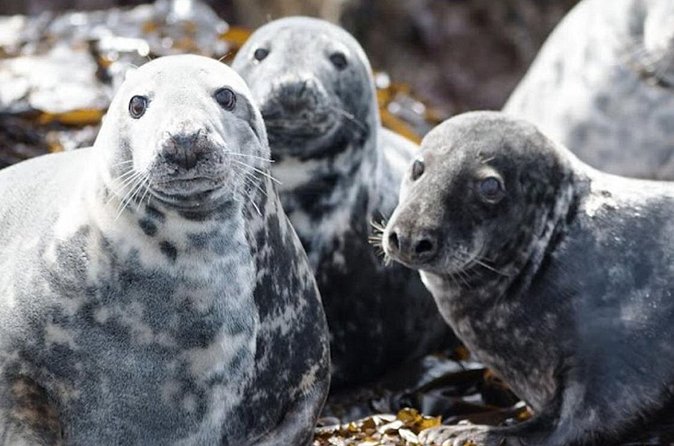 Seabird & Seal Farne Islands Cruise. 1.5 hours long. Departing from Seahouses. - Price and value for a short, expert-guided Farne Islands cruise